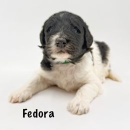 Fedora - Parti male Goldendoodle puppy in Milford, Pennsylvania from Doodles Are Golden