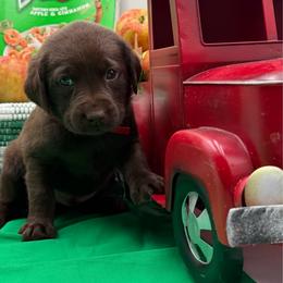 Red - Chocolate male Labrador Retriever puppy in Heath Springs, South Carolina from Rich Hill Retrievers