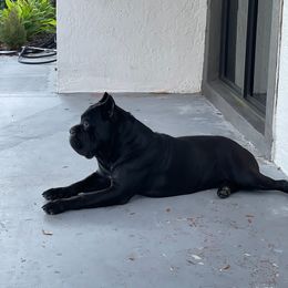 Hella - Cane Corso