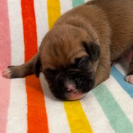 Mr Yellow - Fawn male Boxer puppy in Palm Coast, Florida from Starlight Boxer Corner