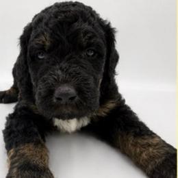 Della - Black female Saint Berdoodle puppy in Beach, North Dakota from Badland St. Berdoodles LLC