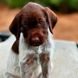 Buck - Brown and gray male Wirehaired Pointing Griffon puppy in Shelbyville, Texas from AndersonK9Kennels Bayou Beards