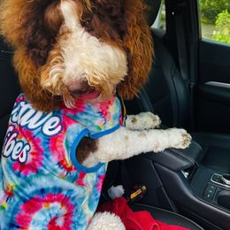 Goldendoodle Puppies from Labradoodleday