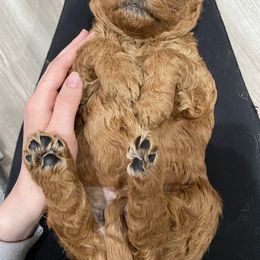 Goldendoodle Puppies from Golden Light Doodles