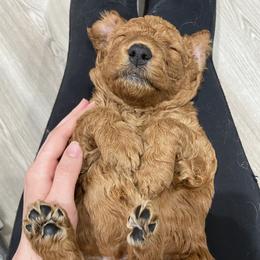 Goldendoodle Puppies from Golden Light Doodles