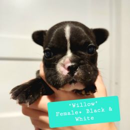 Willow - Black and white French Bulldog puppy in Vanderbilt, Michigan from The French Tribe