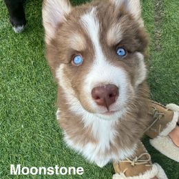 Siberian Husky Puppies from Young Orchard Siberians