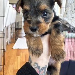 Yorkshire Terrier Puppies from Rosey’s Yorkies