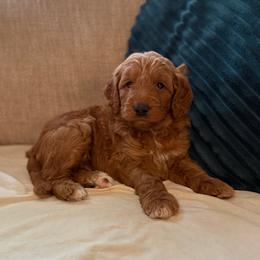 Harper - Red  female Goldendoodle puppy in Fayetteville, Arkansas from Mountain Grove Doodles