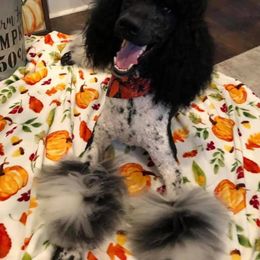 Poodle Puppies from PF Standard Poodles