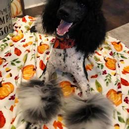 Poodle Puppies from PF Standard Poodles