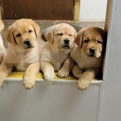 Labrador Retrievers from Brookeridge Labradors