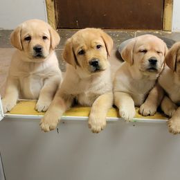 Labrador Retrievers from Brookeridge Labradors