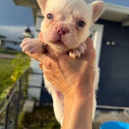 Orange collar - Cream male French Bulldog puppy in Port Charlotte, Florida from Cloud Nine Ranch Bullies