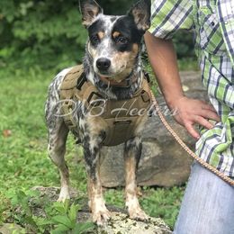 Della  - Australian Cattle Dog