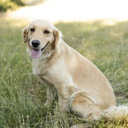 Violet - Golden Retriever