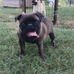 Stuart - Pug
