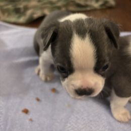 Boy 2 - Blue male Boston Terrier puppy in Howell, New Jersey from Bill's Boston Babies