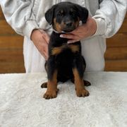 LIGHT PURPLE Collar - Girl - Black and tan Beauceron puppy in Bakersfield, California from Von Zirbes Hundehutte