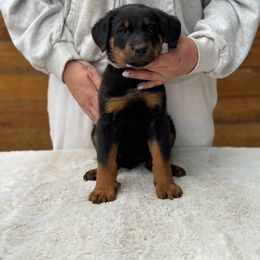 LIGHT PURPLE Collar - Girl - Black and tan Beauceron puppy in Bakersfield, California from Von Zirbes Hundehutte