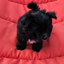 Everett - White male Maltese puppy in Terrell, Texas from PBJ Farms