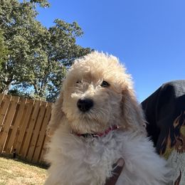 Freddy - Cream Poodle puppy in Easley, South Carolina from The Breedery
