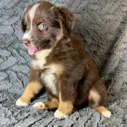 Rosie - Red tri female Toy Australian Shepherd puppy in Hokes Bluff, Alabama from Alegria Toy Aussies