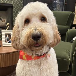 Goldendoodles from Rezapour Doodle Estate