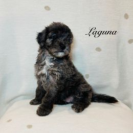 Laguna - Brindle male Poodle puppy in Ohio from Moore Doodles