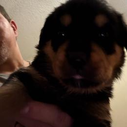 Orange girl - Black and mahogany female Rottweiler puppy in Colorado Springs, Colorado from Von Locher Rotties