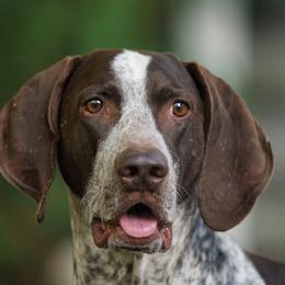German Shorthaired Pointer All Grown Up from Windward German Shorthaired Pointers