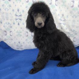Red Collar - Black female Poodle puppy in Round Lake, Illinois from Heather's Poodles