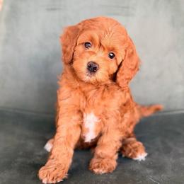 Dreamy Red Tux Boy 3250 free USdelivery - Red  male Goldendoodle puppy in Mayfield, Utah from Ruff Country Doodles