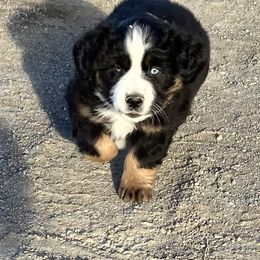 Black Tri Male - Black Miniature Australian Shepherd puppy in Wayne, Oklahoma from Zink Ranch Mini Aussies