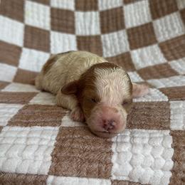 Capri - Parti female Goldendoodle puppy in Alamance County, North Carolina from Doodle Squad Puppies