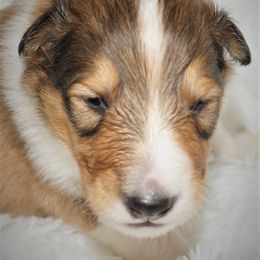 Collie Puppies from Liberty Collies