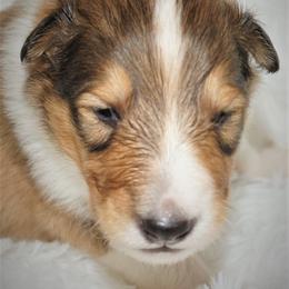 Collie Puppies from Liberty Collies