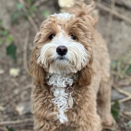 Lumi - Goldendoodle