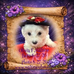 Olivia - White female Maltese puppy in Silverhill, Alabama from Malteseuluv’s Tiny Treasurers