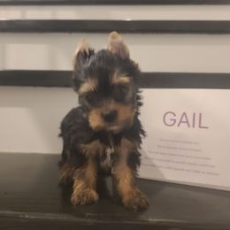 Gail - Black and tan female Yorkshire Terrier puppy in Clermont, Florida from Bella's Prissy Butts