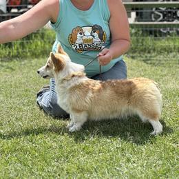 Twinkie - Pembroke Welsh Corgi