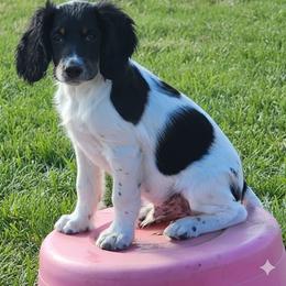 Mr. Tri - Black white and tan male English Springer Spaniel puppy in Craig, Nebraska from Fur & Feathers Kennel