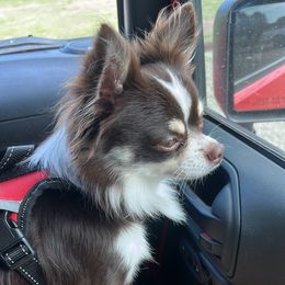 Charlie - Chihuahua