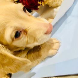 Oscar - Fawn (isabella) and cream male Dachshund puppy in Fontana, California from DOXI.E.