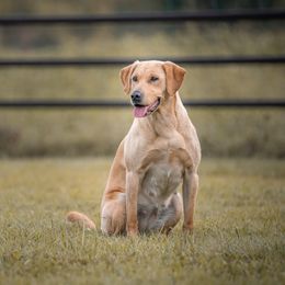 Blair - Labrador Retriever