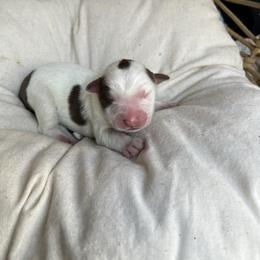 Spot - Red tri-color male Australian Shepherd puppy in Grants Pass, Oregon from Carmel Mountain Aussies