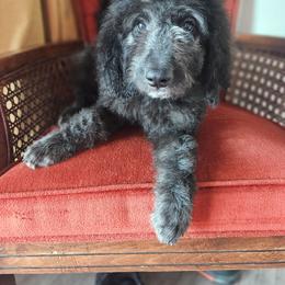 Sequoia - Black female Goldendoodle puppy in Tucson, Arizona from Ever After Doodles Arizona