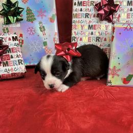 Prancer - Brindle and white female American Corgi puppy in Waskom, Texas from Piney Woods Corgis