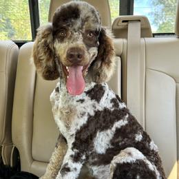 Aussiedoodle, Miniature Australian Shepherd, and Poodle Puppies from Classic K9’s  Aussies & Doodles