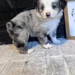 Australian Shepherd Puppies from Blue Creek Farm